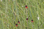 Grassleaf coneflower